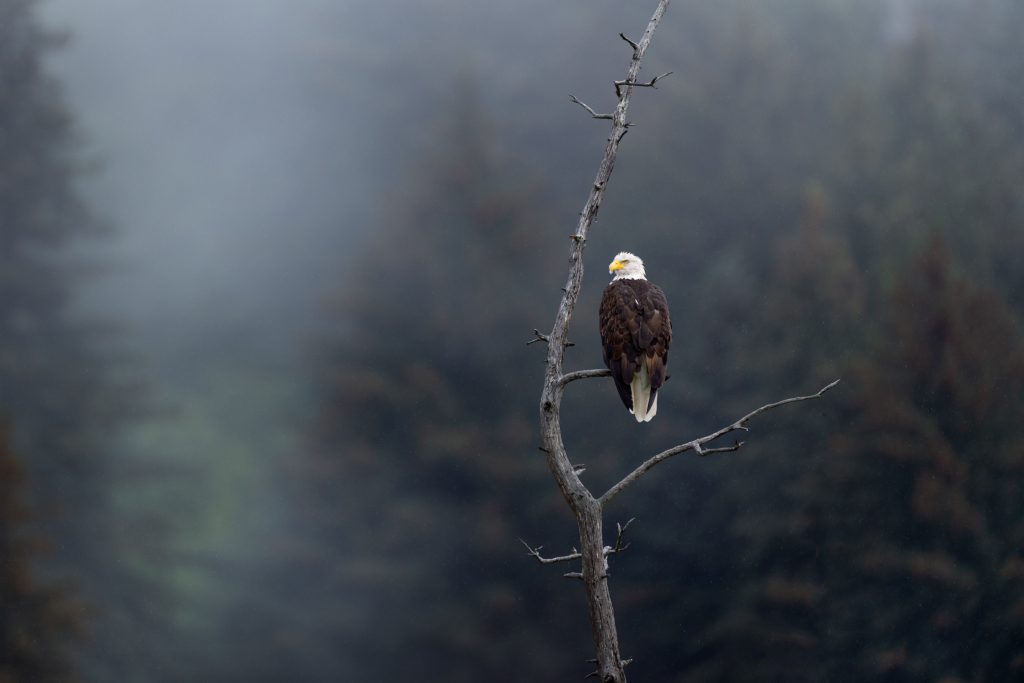 Bald eagle sitting on a tree